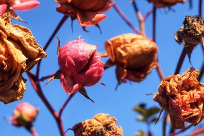 Low angle view flowers symbol for new beginning