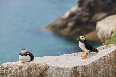 Puffin standing on a rock cliff . fratercula arctica