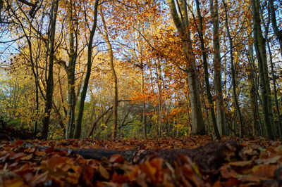 Close-up of autumn trees in forest