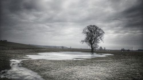 Bare trees on landscape against sky