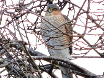 Low angle view of bird perching on bare tree