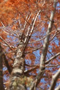 Low angle view of bare trees in forest