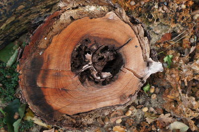 High angle view of tree stump on field