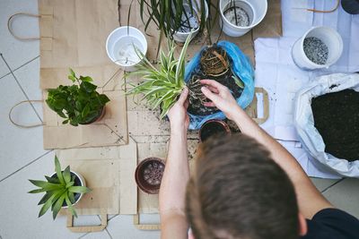 High angle view of man holding potted plant on table