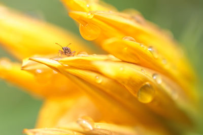 Close-up of grasshopper on yellow flower