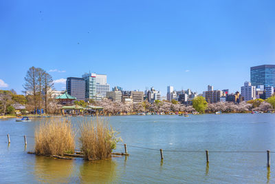 Susuki grass in the shinobazu pond of kaneiji temple surrounded by cherry blossoms with swan boats.