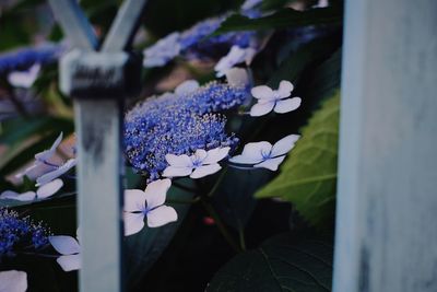 Close-up of purple flowering plant