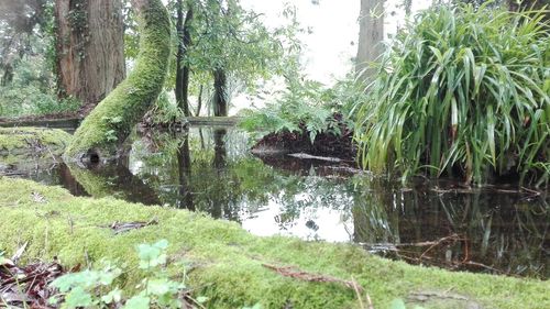 Reflection of trees in water