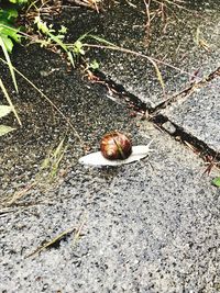 High angle view of snail on land