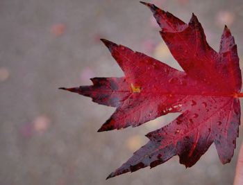 Close-up of autumn leaves