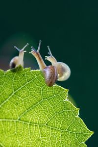 Close-up of snail on plant