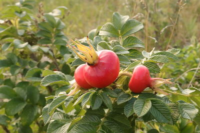 Close-up of strawberry growing on plant