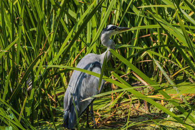 High angle view of gray heron on grass