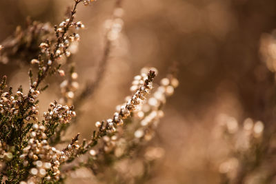 Close-up of flowering plant