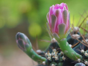 Close-up of pink flowering plant