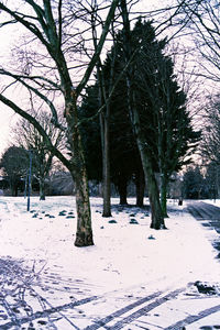 Bare trees on snow covered landscape