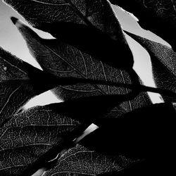 Close-up of leaf on leaf