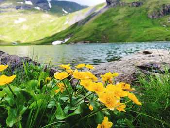 Close-up of yellow flowering plants by lake
