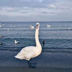 Birds at beach against sky