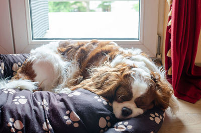 Dog sleeping in a home