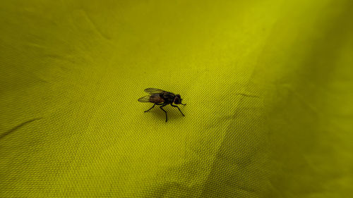 Close-up of fly on leaf