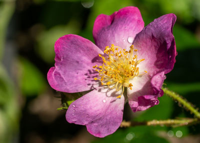 Close-up of pink rose flower