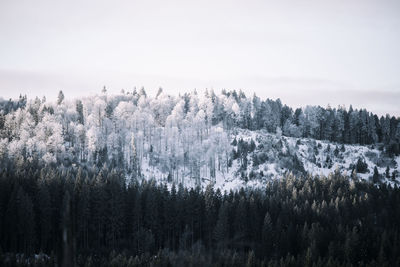 Panoramic view of trees against sky