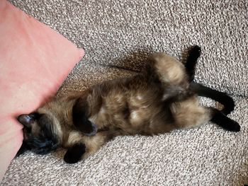 High angle view of cat relaxing on hand