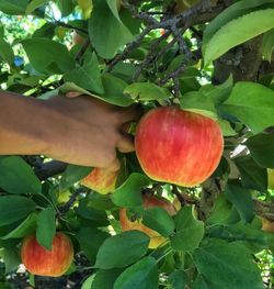 Cropped image of hand holding apple on tree