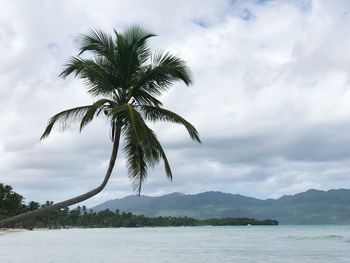 Palm tree by sea against sky