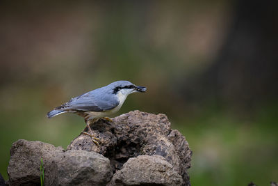 Close-up of bird perching on rock
