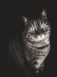 Close-up portrait of cat