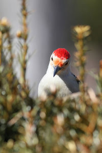 Close-up of bird