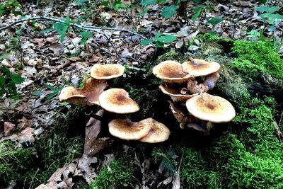 Mushrooms growing in forest