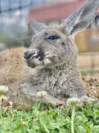 Close-up of rabbit on field