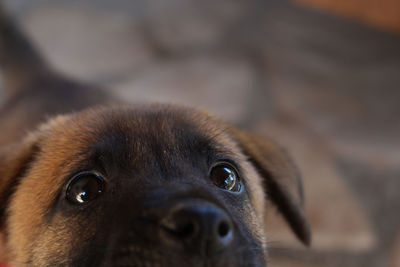 Close-up portrait of dog