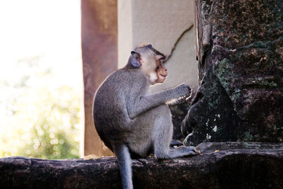 Monkey sitting on rock at zoo