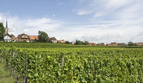 Scenic view of agricultural field against sky