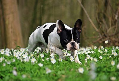 Close-up of puppy on flowers