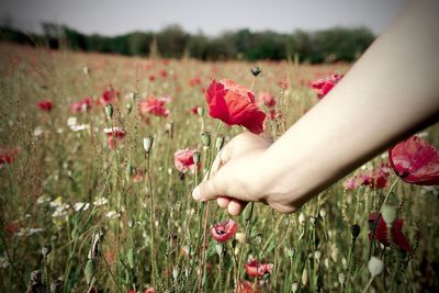 Close-up of woman holding poppy flowers in field