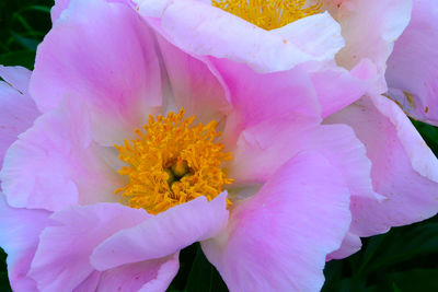 Close-up of pink flower blooming outdoors