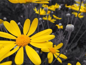 Close-up of yellow flower