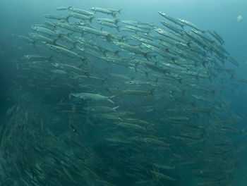 View of fishes swimming in sea