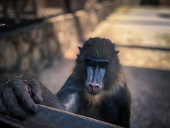 Close-up of fresh relaxing in zoo