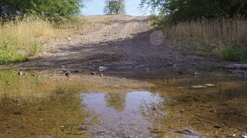 Reflection of trees in puddle