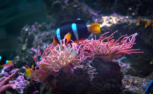 View of fish swimming in sea