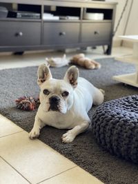 Portrait of dog relaxing on floor at home