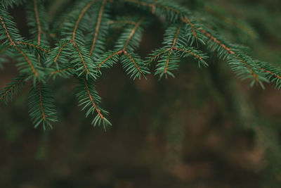 Christmas tree branches, close up of pine needles. high quality photo
