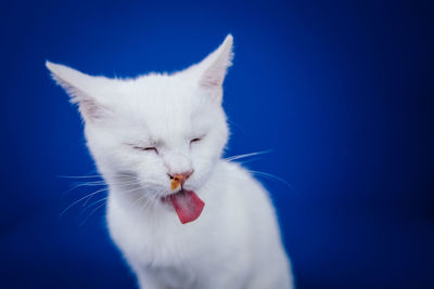 Close-up of white cat against blue background