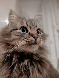 Close-up of cat looking away